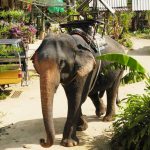 Катание на слонах в Паттайе: незабываемое приключение в сердце Таиланда